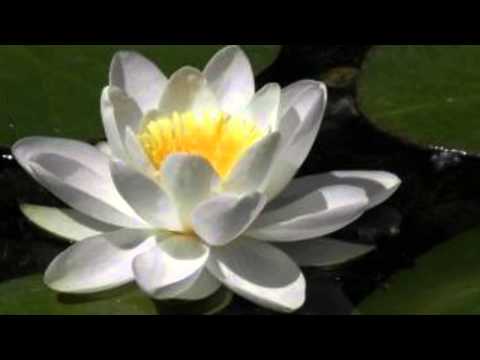 Forever My Darling - aAron Neville