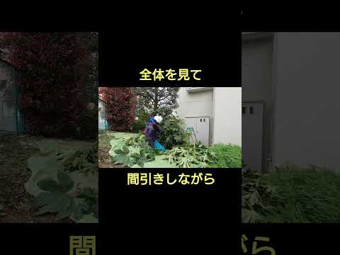 開花を促進するために2月に剪定する6つの低木  庭園