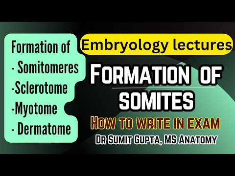 Somites and their derivatives | General Embryology