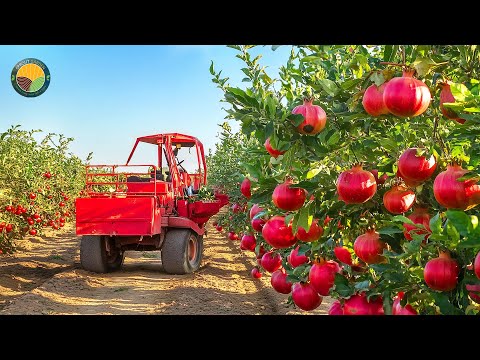 How American Farmers Harvest 1.7 Billion Pounds Of Pomegranates by Machine | Farming Documentary