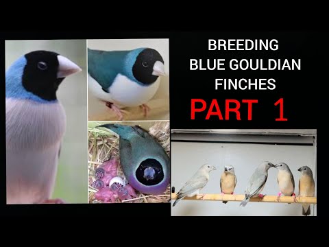 Breeding Blue Gouldian Finches Part 1 - Aviary preparation and purchase of new stock