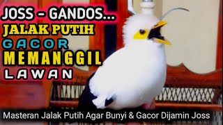 Download lagu jalak putih macet bunyi langsung nyaut gacor mendengar suara pancingan ini - AMPUH mp3 Download lagu jalak putih macet bunyi langsung nyaut gacor mendengar suara pancingan ini - AMPUH mp3