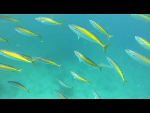 Freediving Matauri Bay - Kingfish and Koheru