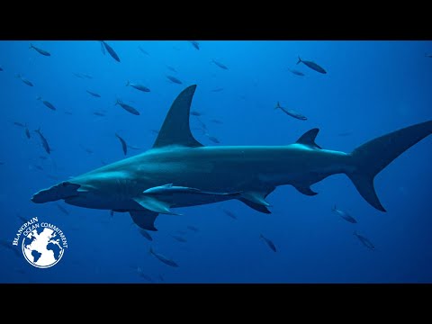 Tamataroa Trailer – Great hammerhead shark -  Blancpain