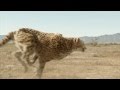 SUPER ANIMALS TVC 30 Sec