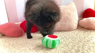 ポメラニアンの動画01