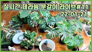 실시간 제라늄 분갈이와 비료주기&방송장비 언박싱 라이브#11(22-01-21)