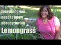 Lemongrass - Everything You Need to Know About Growing/Harvesting/Propagation