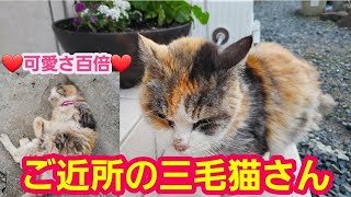 イチゴ大好きな三毛猫さん🍓【猫動画】コロコロでんぐり返しご機嫌な老猫はコチラ