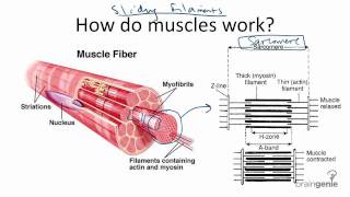 8.4.3 How Muscles Work - Sliding Filament Theory