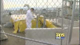 Nuclear Watch: USA Hanford safety 'stand down' after workers sick from vapors  K5 (03/27/2014)