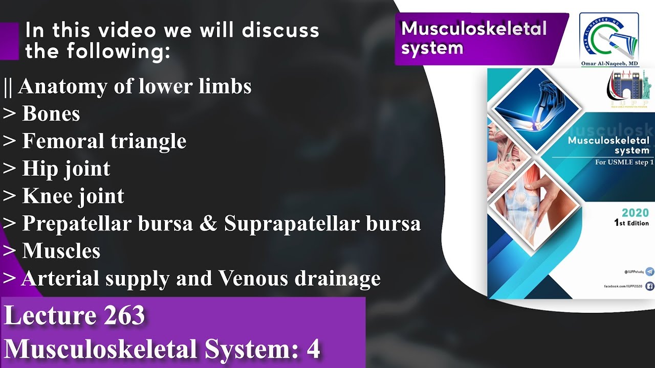 Femoral triangle | Knee joint | Arterial supply and Venous drainage of lower limbs