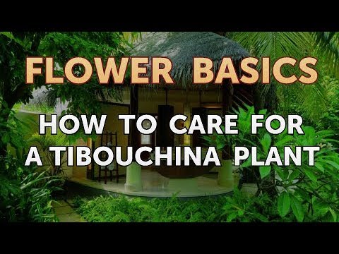 How to Care for a Tibouchina Plant