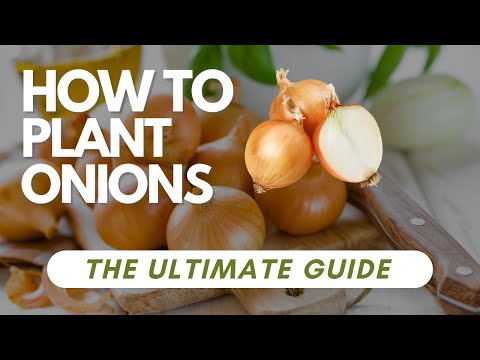 How To Plant Onions - The Ultimate Guide