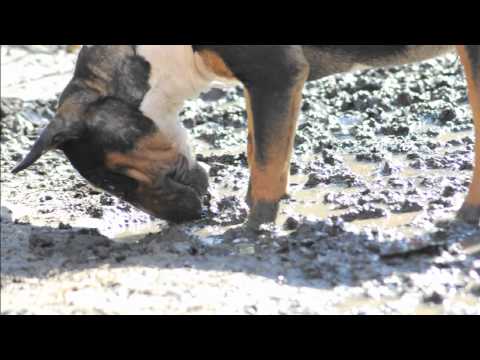 MELVA KENNEL IMPERIO BT