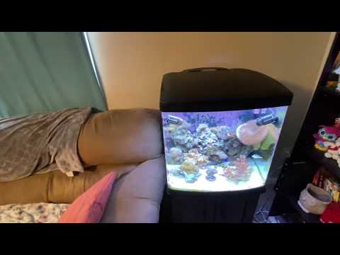 In-depth overview of the bio cube 32 led- Gabe’s Reef