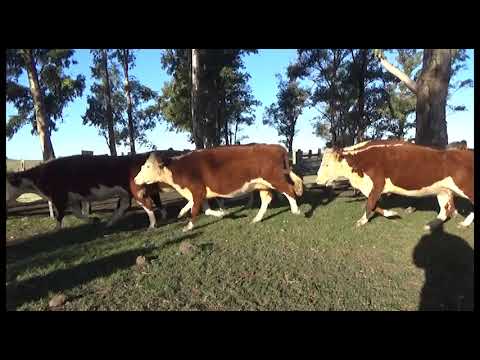 Lote 37 Vaquillonas Vacas Preñadas POLLED HEREFORD (15 H Y 3 HS) 445kg - , Tacuarembó