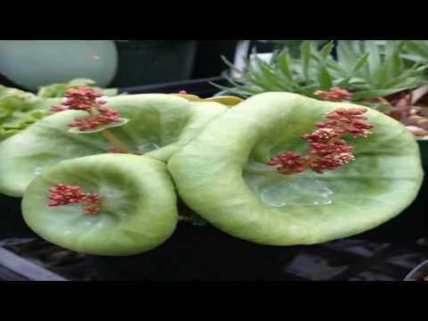 10 plantas ornamentales de extraña apariencia