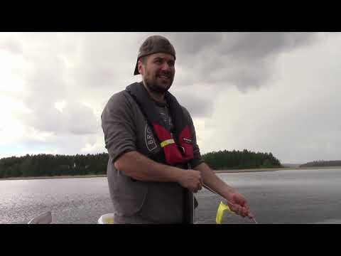 Verkkokalastusta 3-4.6.2022 ja ahvenen fileointia.