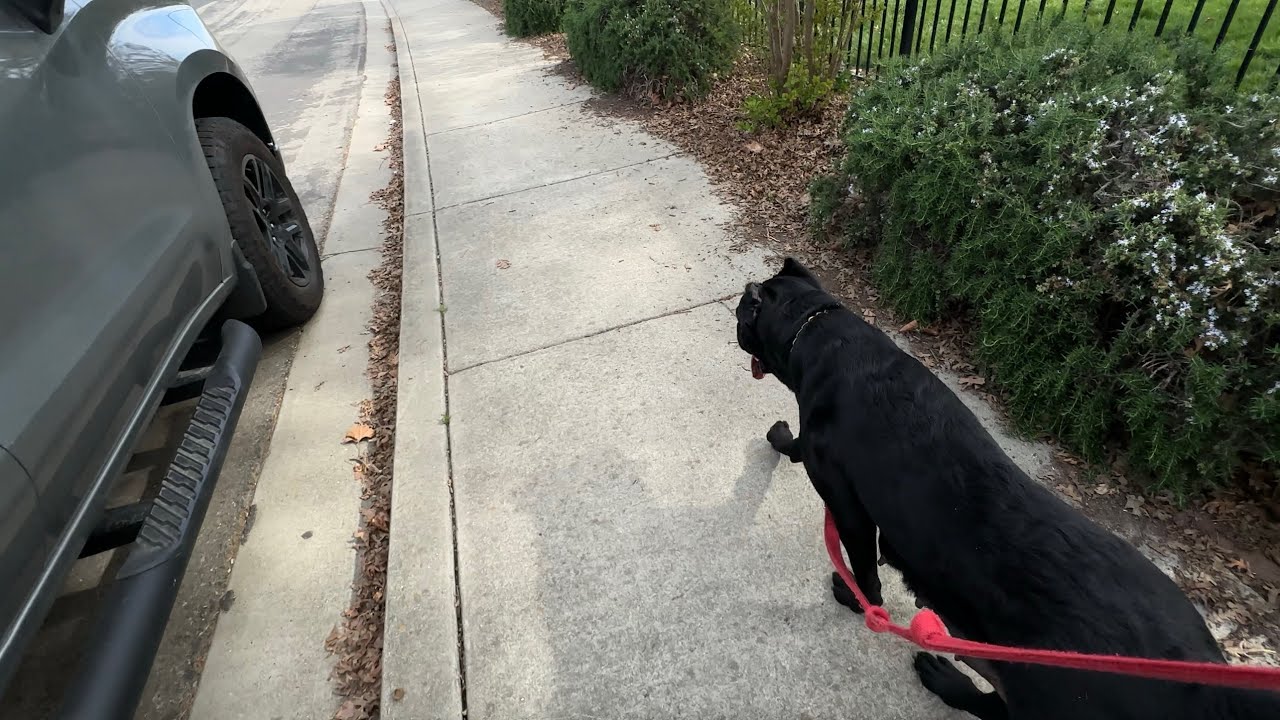 Enlarge Cricket, a ADOPTABLE Cane Corso in Dublin, CA video 6/6
