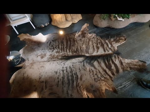 Inside British Trophy Hunters' Trophy Rooms