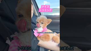 トリミングばっちりでグー超ご機嫌！ #犬のいる暮らし #トリミング
