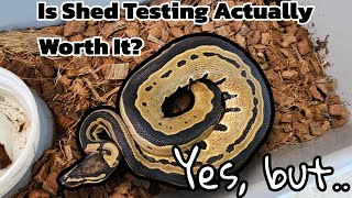 Ball Python Genetic Testing | Pros & Cons