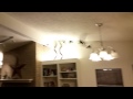 Birds in my house 1 