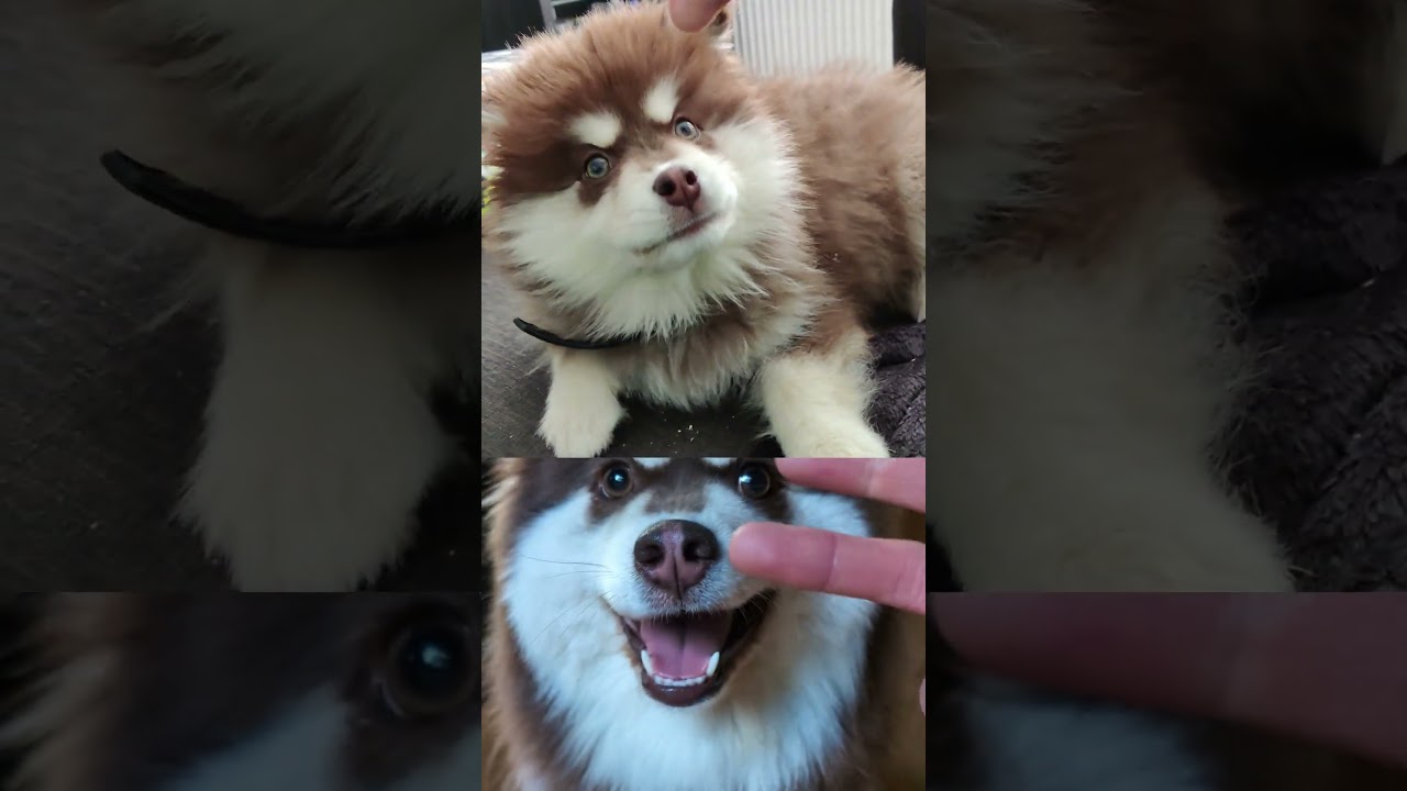 Old videos of younger Melody because she is away for a while now. Video 5/8. #doglife #dogshorts