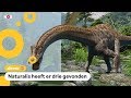 Komt de grote langnek-dino naar Nederland?