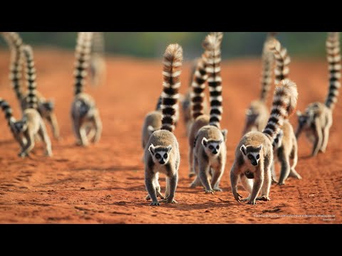 lemur | Lemur Facts | What class do Lemurs belong to? | What are some predators of Lemurs?