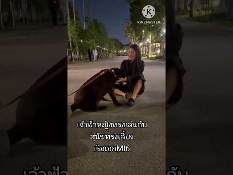 สุนัขทรงเลี้ยง#ในหลวงพระราชินี #พระราชินี #ในหลวง#พระราชินีสุทิดา#เจ้าฟ้าหญิง#เอ็มไอ​ซิกซ์#shorts422