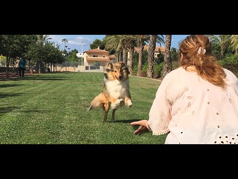 Curso de adiestramiento canino en l'Eliana