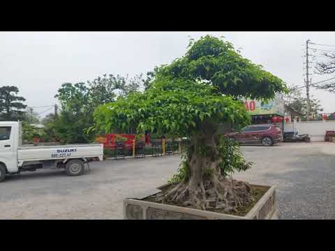 GL153 Cây trực khủng vườn Nam Lê - Hogita.com