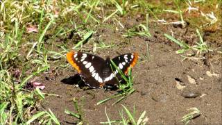 Lorquin's Admiral butterfly on wet soil