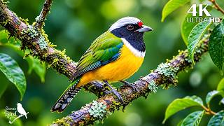 🌸Beautiful Birdsong with Soft Piano 🎹 Relaxing Nature Music for Calm Mind, Deep Rest & Stress Relief