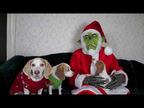 Image result for Maymo the christmas dog