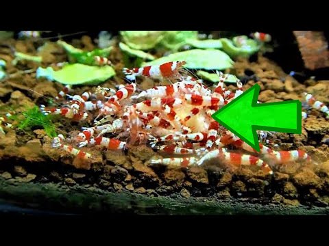 Feeding Bananas to Aquarium Shrimp: Nutritional Benefits and Safe Practices