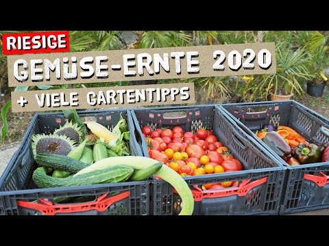 , title : 'Ernte 2020 - Richtig ernten und Erntezeitpunkt bestimmen + Selfbio Tomatenkalender'