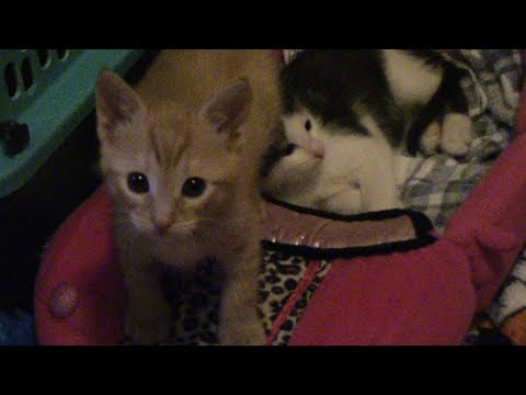6 Week Old Kitten Update