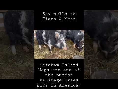 , title : 'Ossabaw Island Hogs are the Hidden Gems of Heritage Pigs! #ossabawislandhog #homesteading #smallfarm'