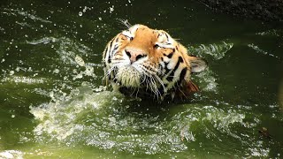 虎金妃笑虎 - 【ニコ担メン】虎の入浴