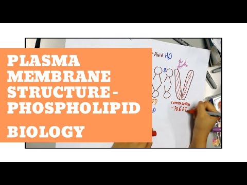 Biology - Plasma Membrane Structure - Phospholipid Video