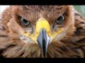Notis Sfakianakis - To Soma Mou Aetou Folia ...