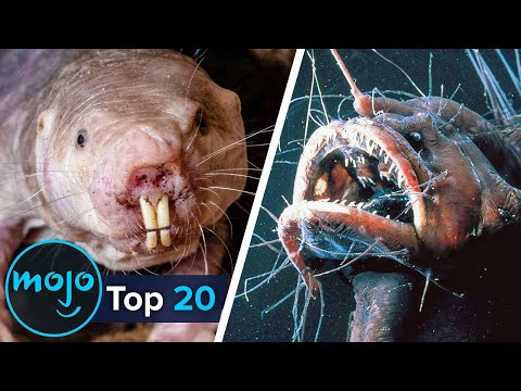 最醜陋的20種動物 (Top 20 Ugliest Animals)