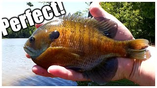 Picture Perfect Bluegill - Fishing For Perfect Bluegill From Shore