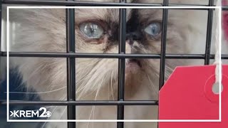 134 cats found malnourished or dead in U-Haul van in California