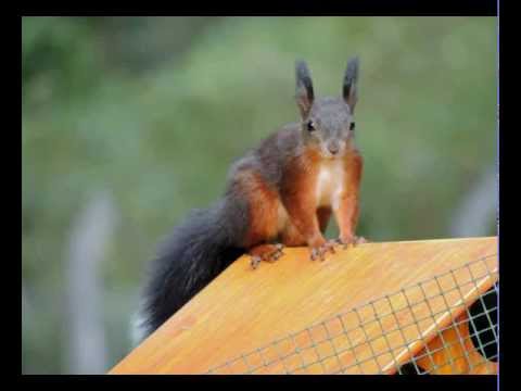 Der Jäger und die Tiere