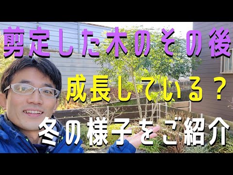 春にディプラデニアを剪定するにはどうすればよいですか？花を美しく保つためのヒントをご紹介します  庭園