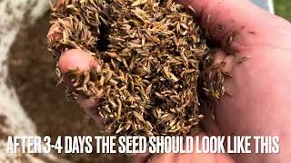 Easy Method of Pre Germinating Grass Seed
